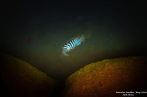 Metriaclima fainzilberi 'Hongi Island'